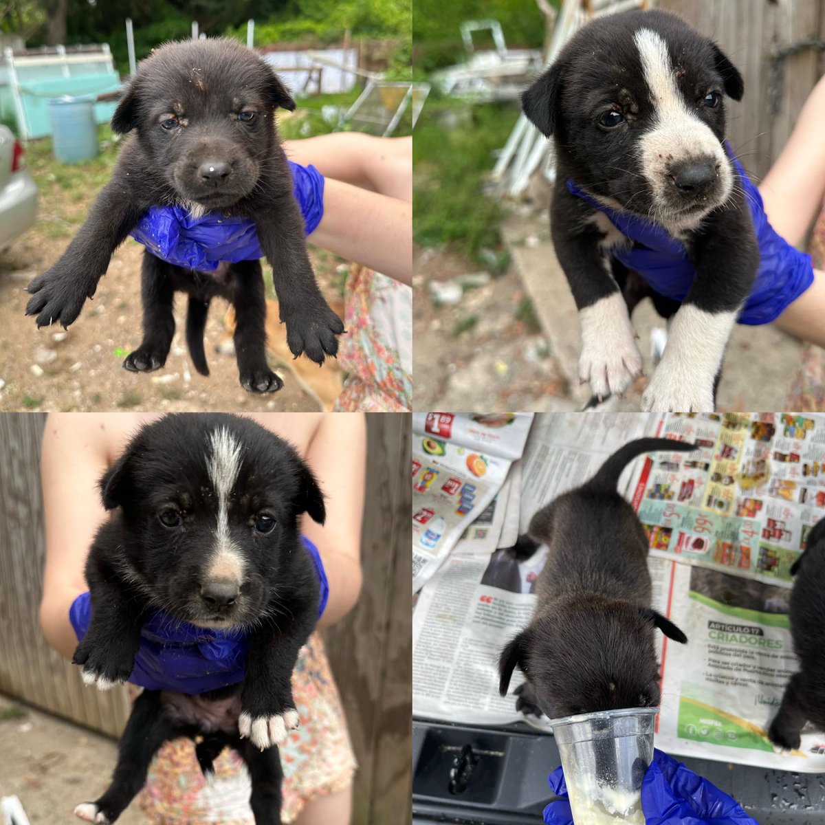 isabellaagq's tweet photo. ‼️NECESITAMOS DONACIONES‼️
El Santuario de Animales San Francisco de Asís aceptó estos puppies severamente anémicos ya que corrían peligro de ser atropellados. Son 4 puppies y necesitamos recaudar dinero para cubrir su esterilización, vacunas y tratamiento médico. @SASFAPR https://t.co/nveGiHYHFo