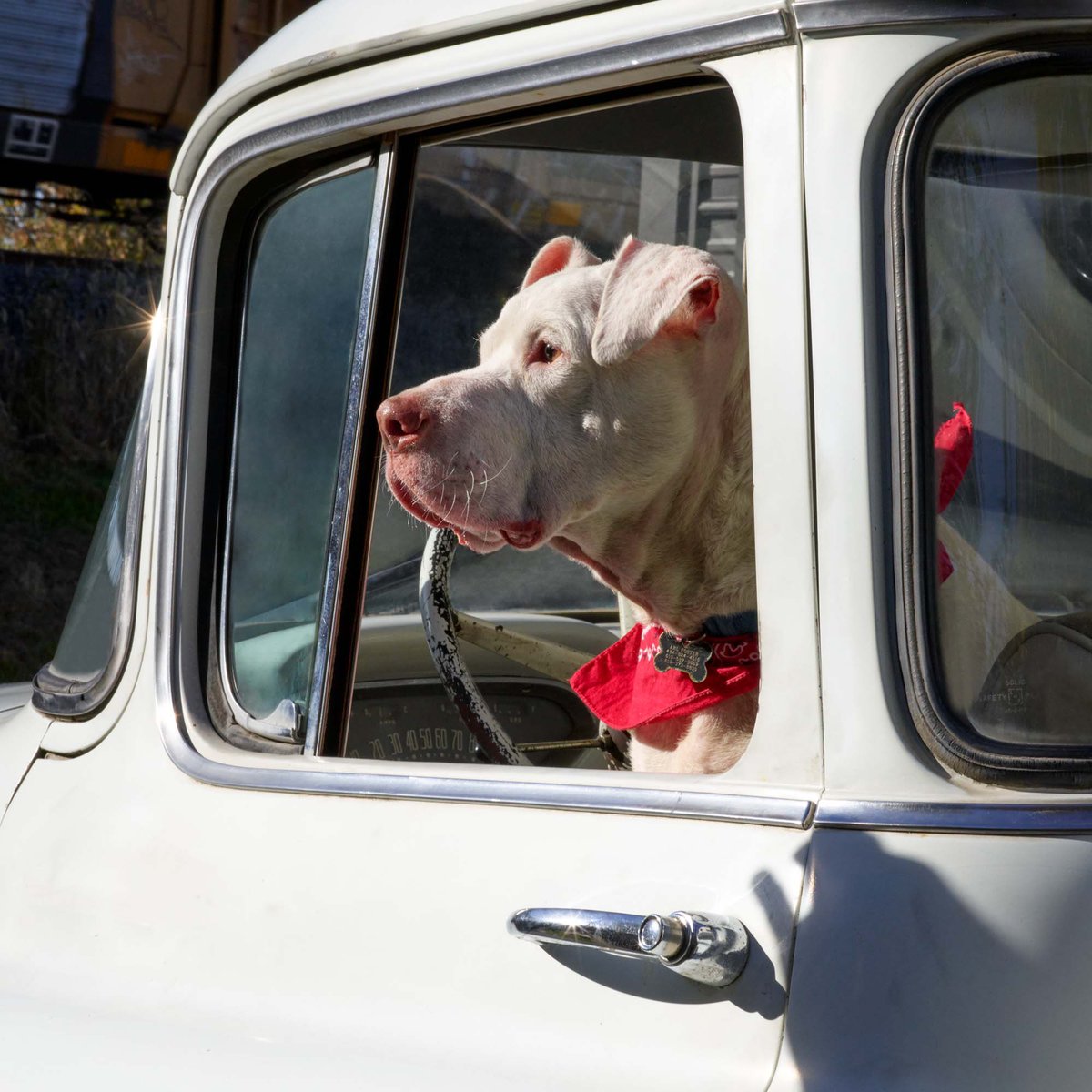 WillowStreetPic's tweet photo. Who took an amazing summer drive with their road dog today?  

#Summer #photograghy #roaddog #fineart #localbusiness #GoLocal #rideordie #dogsoftwitter #truck #willowstreetpictures https://t.co/GYZvWoJmLo