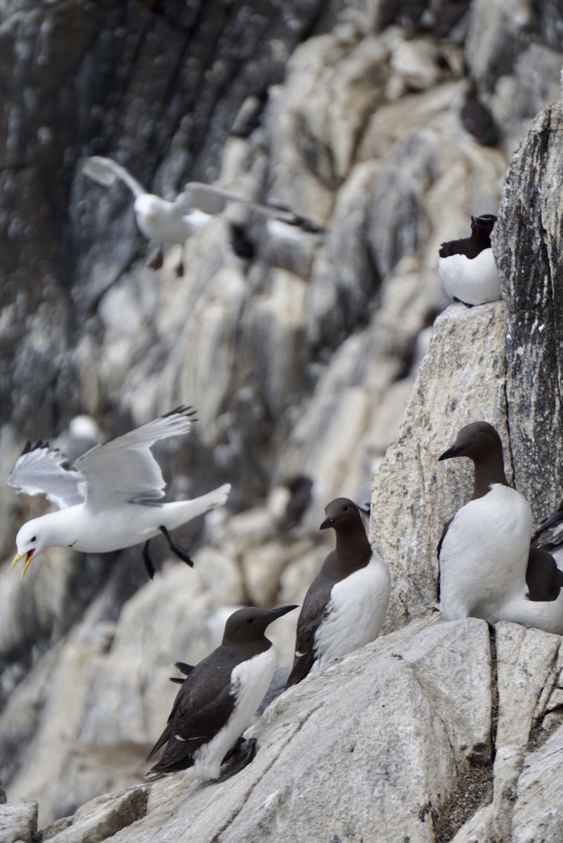 Gill Wylie (@beattiegee) on Twitter photo Thank you #AnstrutherPleasureCruises and <a href="/nature_scot/">Former NatureScot account</a> for a very special day on the #IsleOfMay - including a puffling rescue! Thank you #AnstrutherPleasureCruises and <a href="/nature_scot/">Former NatureScot account</a> for a very special day on the #IsleOfMay - including a puffling rescue!