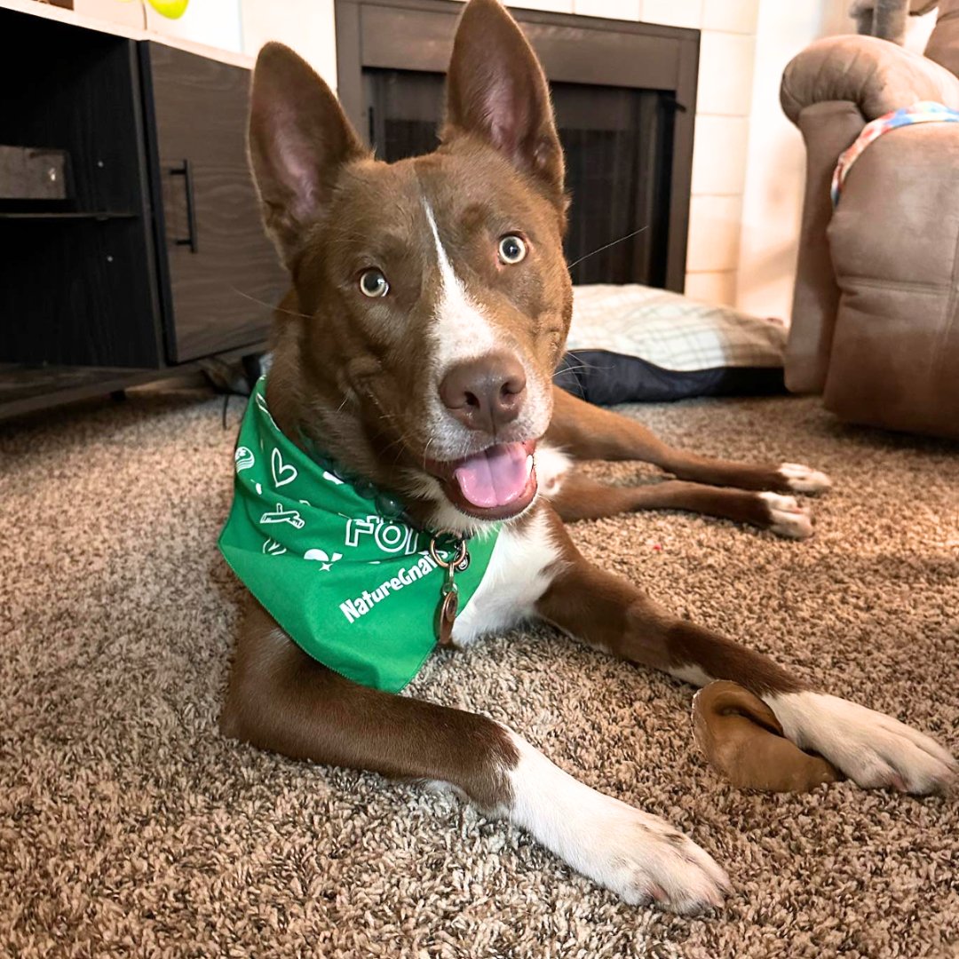 NatureGnaws's tweet image. 💚 &quot;Will sit for chews&quot; @rooandcobra

#muttsoftwitter #petchews #gnawbox #naturaldogproducts #dogchews #naturegnaws