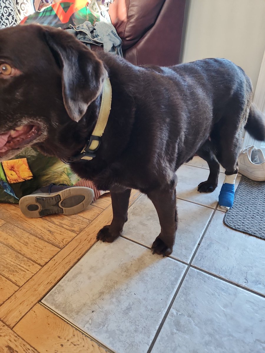 DerekKillam's tweet photo. @Phil_Sledge Just back from vet, not cheating https://t.co/OvKAde4LwG