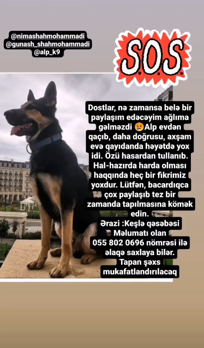 Dostlar bu mənim itimdi və evdən qalıb, hərkəs paylaşsin ki tez tapim