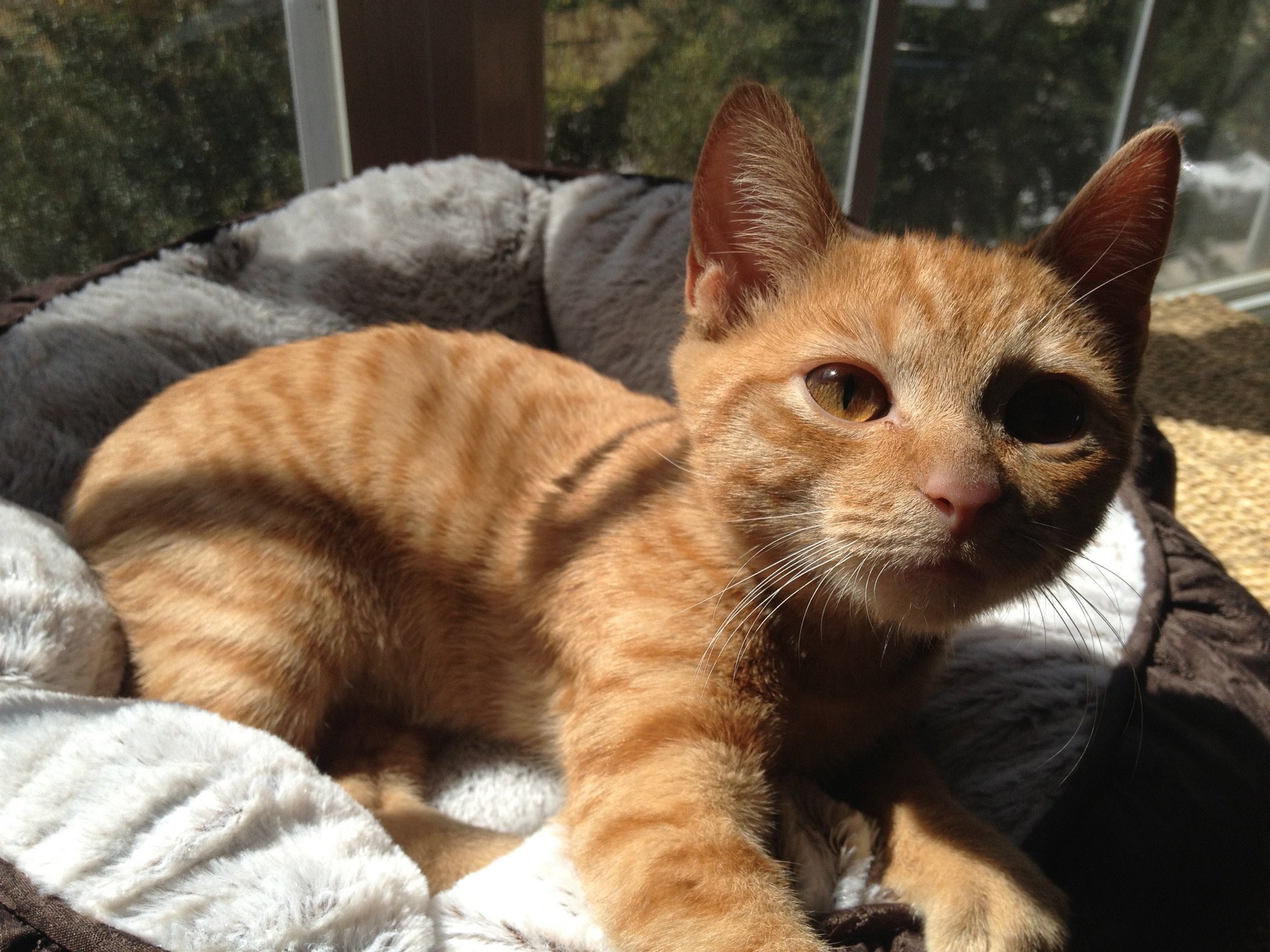 Seamus & Atticus on Twitter "thehairycats OK, if we’re going to do
