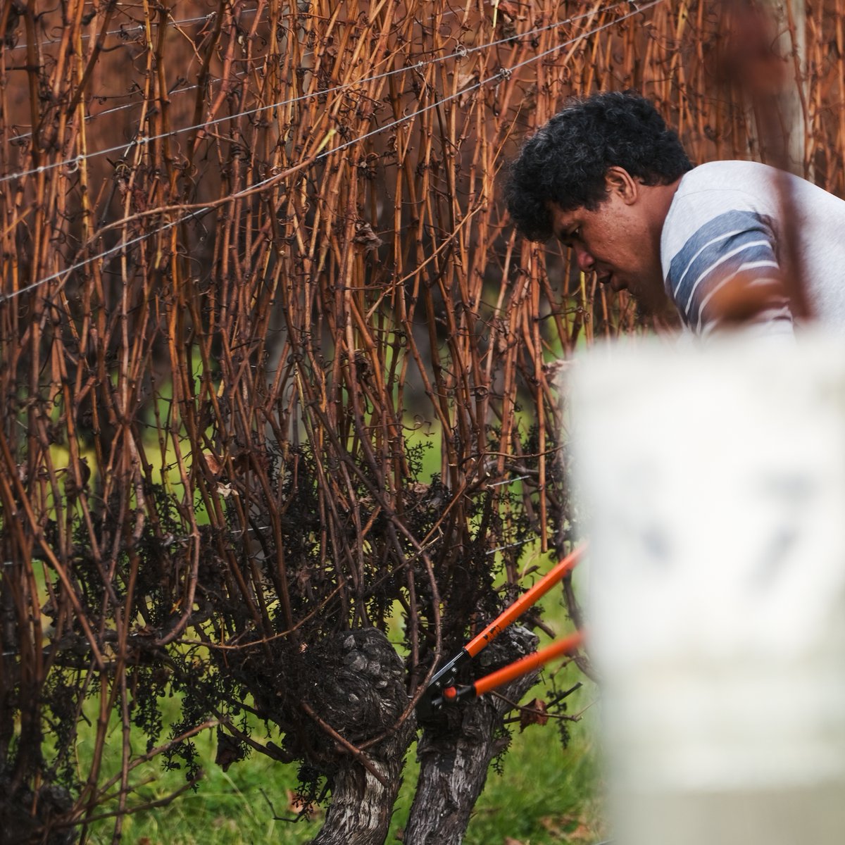 The work in the vineyard continues after we harvest our precious grapes; it's time to prune the vines. ⁠
⁠