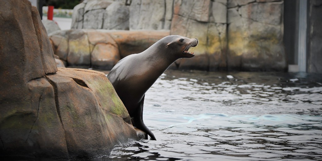 stlzoo's tweet photo. Altogether, our systems at Sea Lion Sound filter roughly 4,000 gallons of water per minute! This cycle is constant, every minute of every day of every year, so the water is continuously filtering and always being monitored by our Life Support Systems team! #AnimalsAlways #StlZoo https://t.co/AZVvBSpG5p