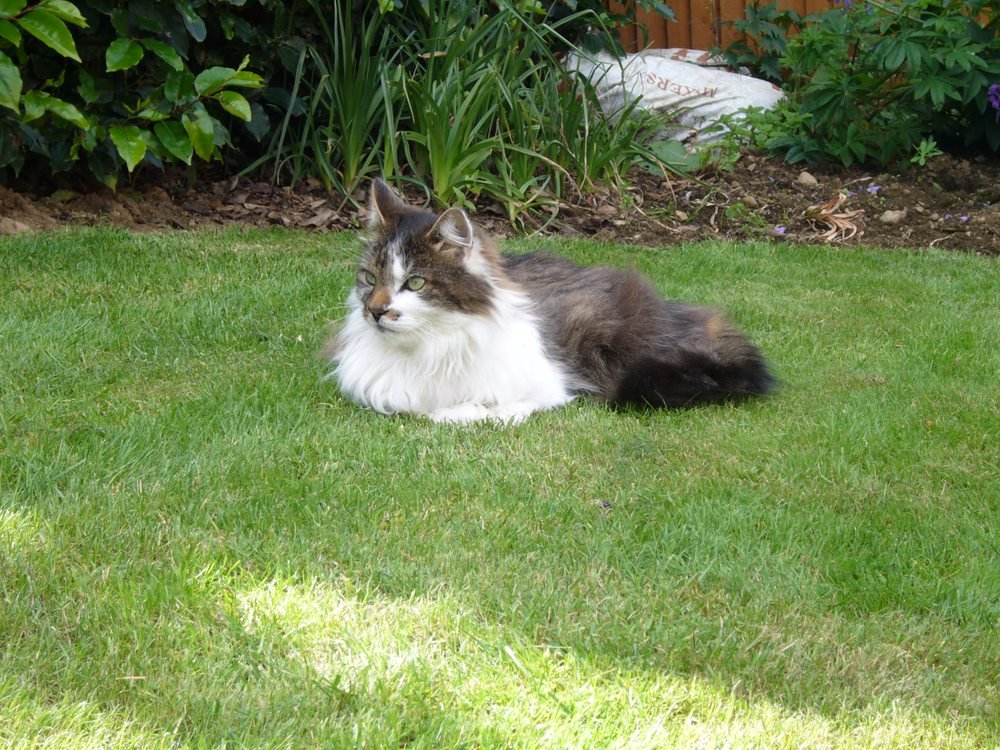 DundonianCat's tweet photo. Rosie and bro Whisky in 2007. https://t.co/ohT3cN18hP