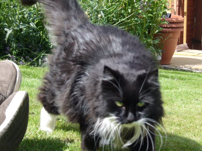 DundonianCat's tweet photo. Rosie and bro Whisky in 2007. https://t.co/ohT3cN18hP