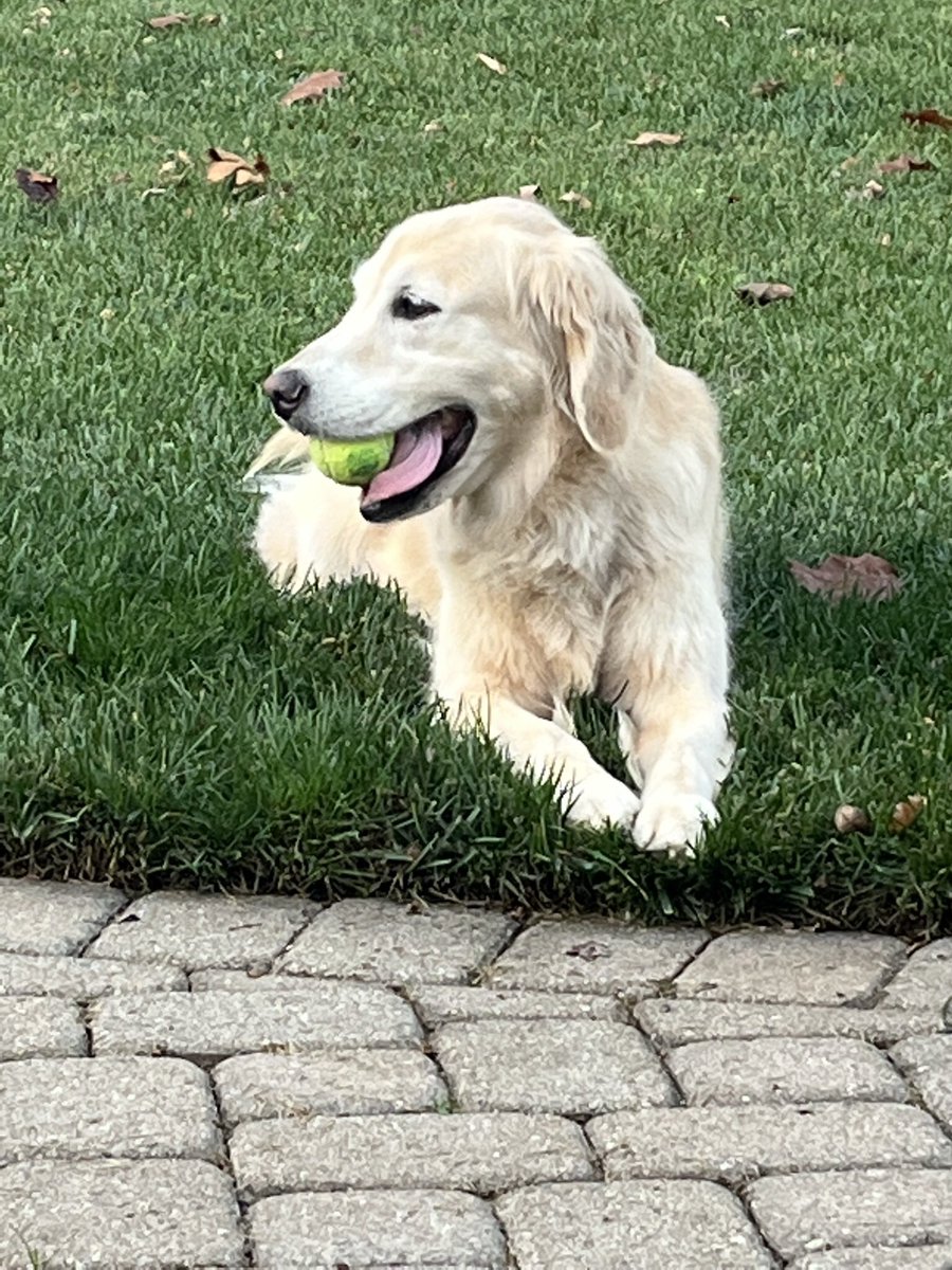 GregoryErdman's tweet photo. @thebengalorian Our sweet girl, Chloe, after chasing down some tennis balls. https://t.co/YAuewfBLIT