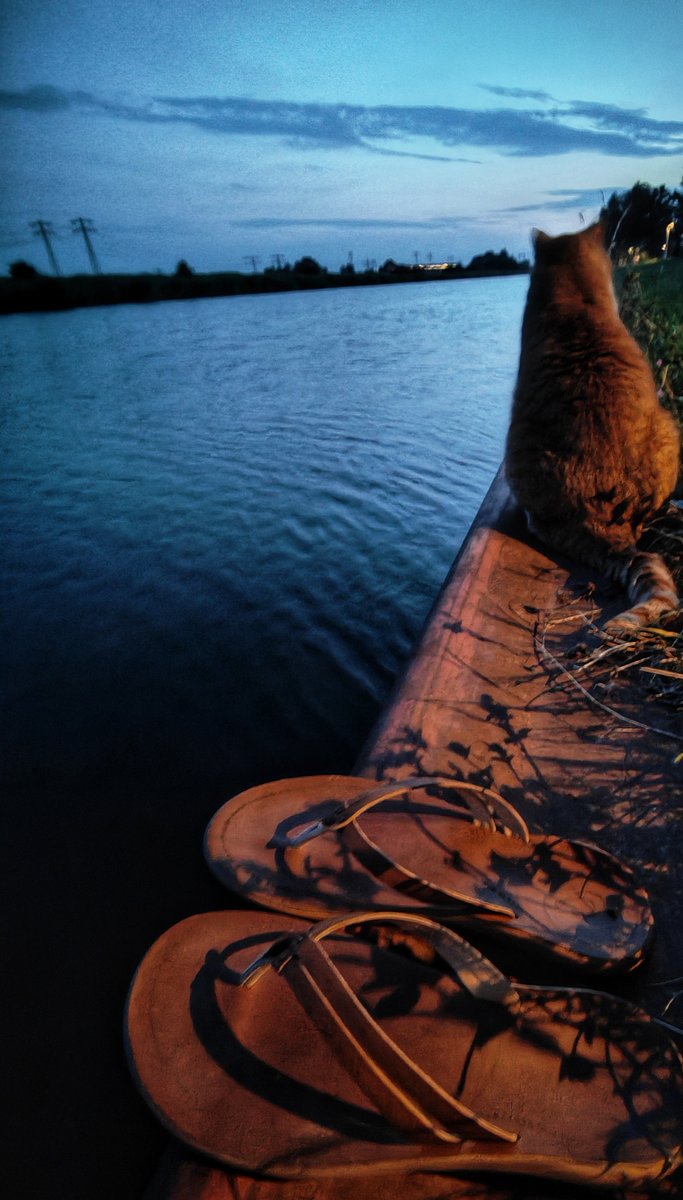In het lantaarnlicht #zomeravond #rodekater