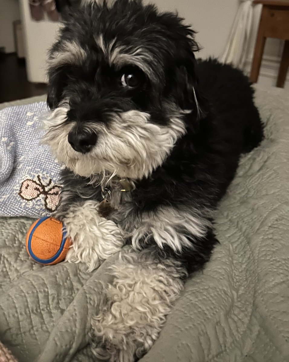 Miss playing ball with Nana. Her friends come to play. It’s not the same.
