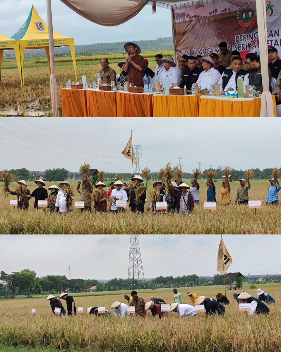 spipetani's tweet photo. #25TahunSPI
Panen padi #agroekologi hari ini (8/7) di Kawasan Daulat Pangan (KDP) #SPI di Desa Sinori, Kecamatan Merakurak, #Tuban, #JawaTimur dalam peringatan HUT SPI ke-25 dan Hari Koperasi Nasional ke-76. https://t.co/w2coIKAHzB