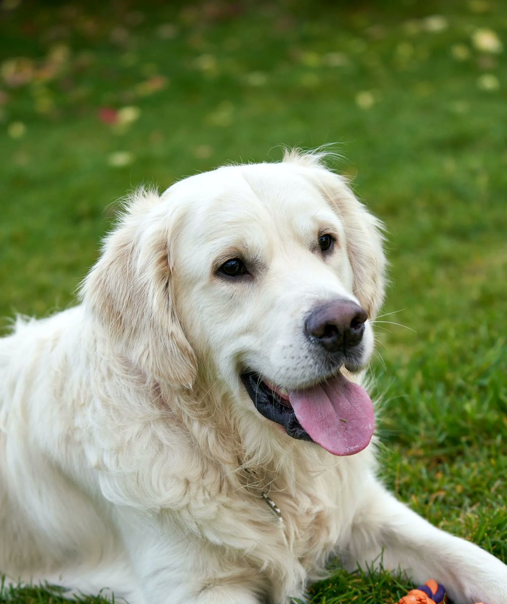DogsStoreO tweet picture