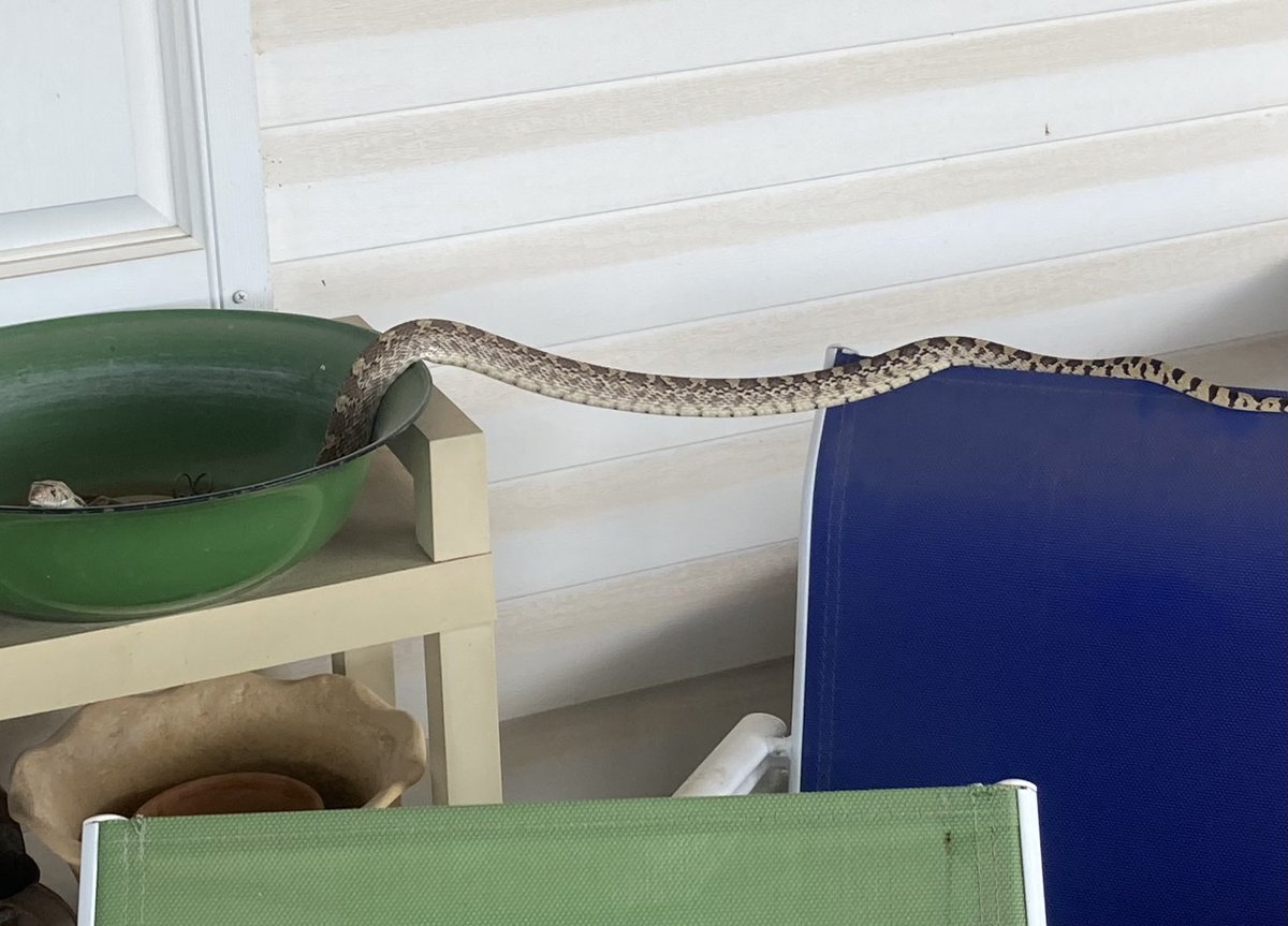LisaWriteDraw's tweet image. It’s so hot the snakes are literally “hanging out” trying to stay cool. #santafe #newmexico #itshotoutside
