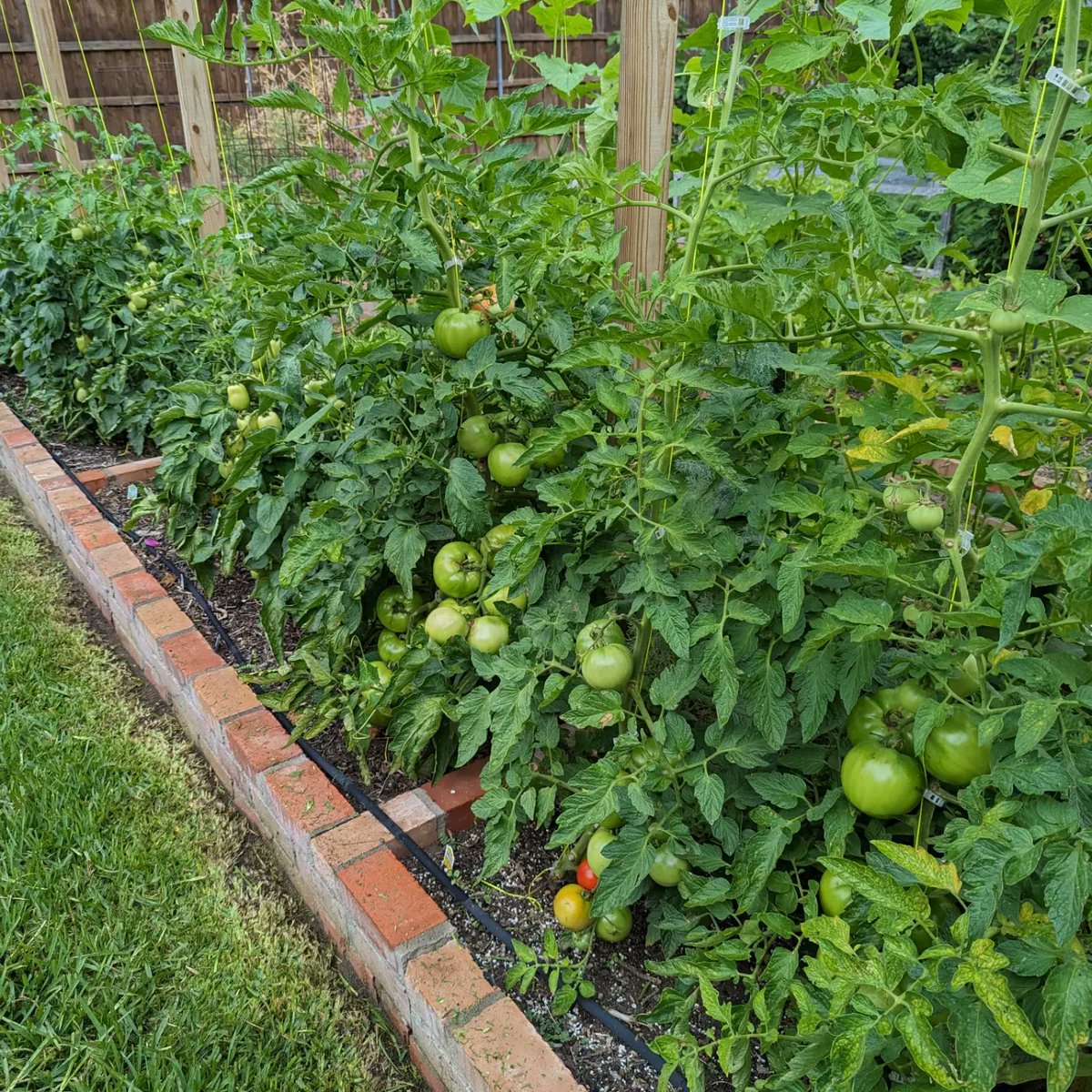 drDMB's tweet photo. @EliMcCann These all ripened and we canned 24+ quarts of spaghetti sauce. We included onions and eggplant that we also grew.  The growing season has ended with the heat in Texas! https://t.co/3TAuv15WNc