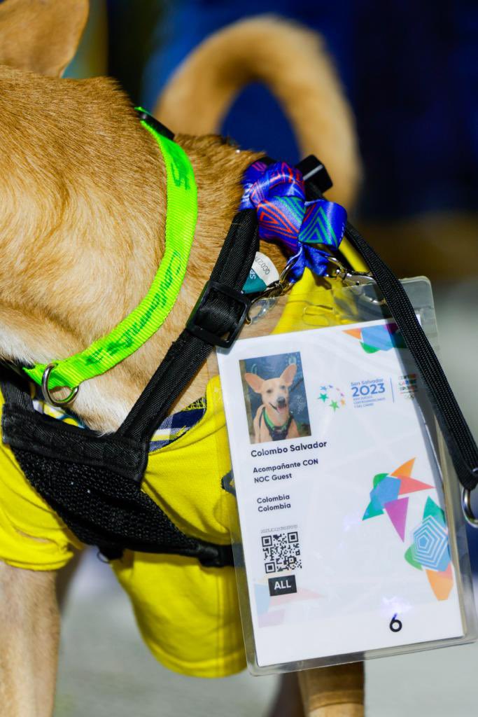 SSalvador2023's tweet photo. ¡Colombo a Colombia! 🐶🇨🇴

Colombo está presente en la clausura de #SanSalvador2023 con todo y credencial. 🥰 https://t.co/aFxL55FKmG