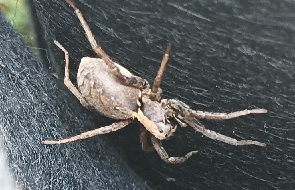 Lurhstaap's tweet photo. Garden buddy. Big ole spider. -D. https://t.co/yTIEwRma9E