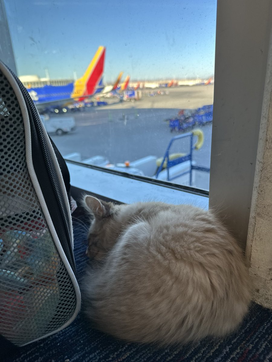 aliciaknight8's tweet photo. My favorite things - 🐈 and ✈️ @SouthwestAir #SWALife https://t.co/US7z1JyzZz