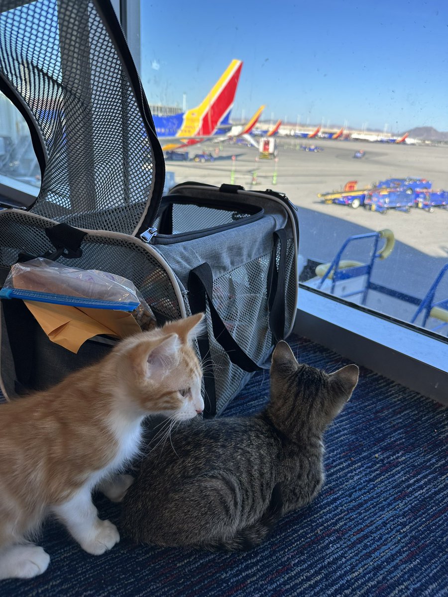 aliciaknight8's tweet photo. My favorite things - 🐈 and ✈️ @SouthwestAir #SWALife https://t.co/US7z1JyzZz