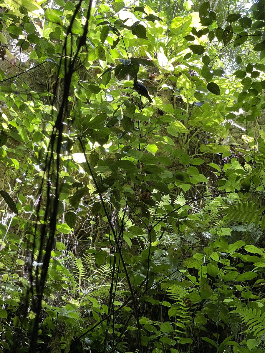 Sobre tierra de Cenotes, belleza impresionante de la naturaleza. Cruza un implacable y amenazante futuro  #trenmaya pocos lo quieren y la destrucción en la Ruta de los Cenotes es difícil de calcular. Los cenotes están conectados entre si.