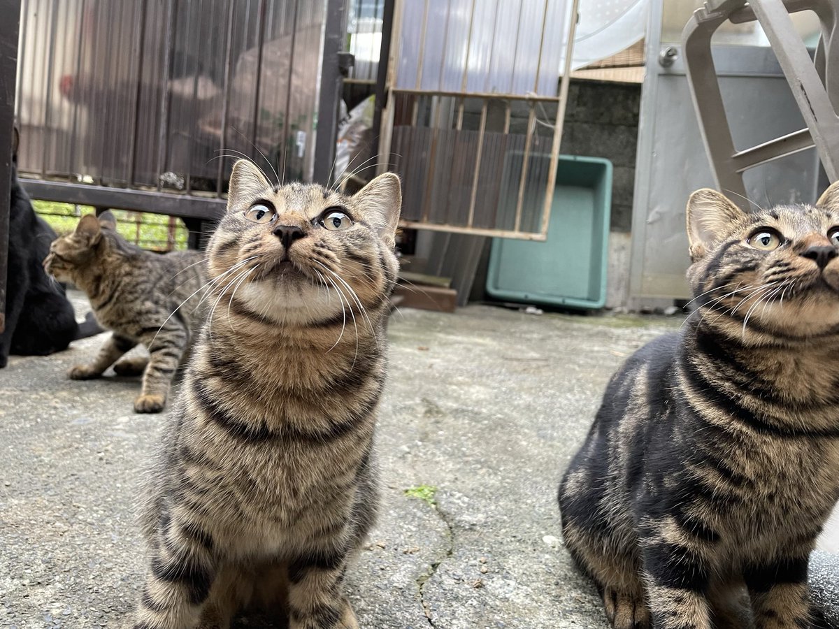 jptss100100's tweet photo. ④
あっという間に仔猫は巨大化。　慣れさせて捕獲し、去勢しようと画策してたけど、全然ダメでした。（昨年末あたりの話し） https://t.co/P3N0925S9K