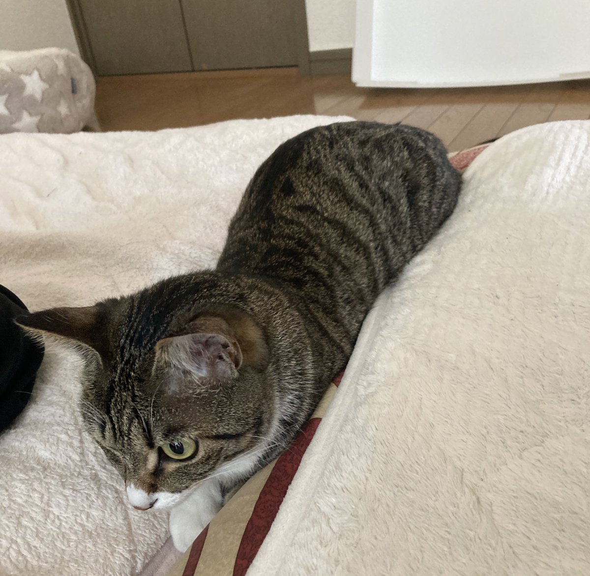 おはねこ
おはにゃんこ

布団の間にジャストフィットしてるタビちゃんです☺️

 #猫がいる暮らし 
 #ねこのいる幸せ https://t.co/P3KMCzc8Uu