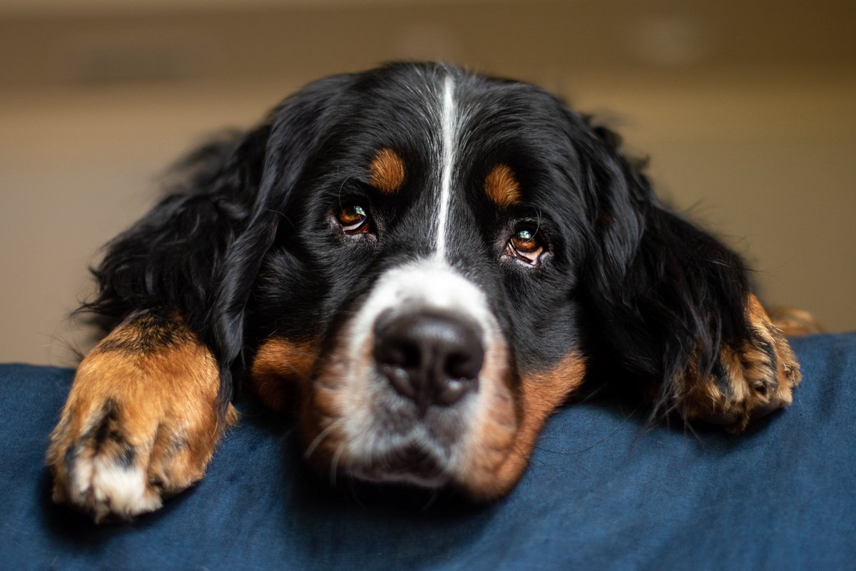 Those sweet puppy dog eyes are my biggest weakness 🥹

#bernesemountaindog #dog