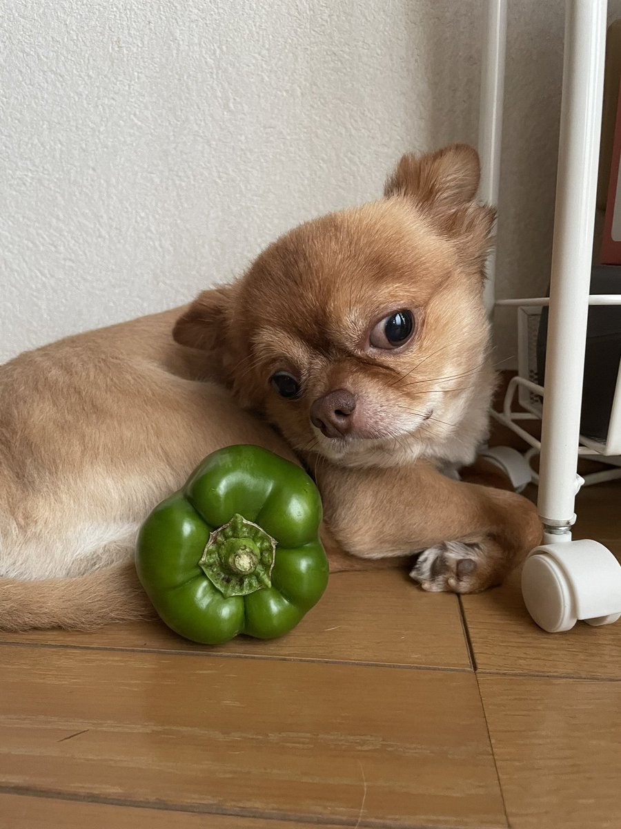 ピーマンを眺めながら西川の頭くらあるな…と思った写真 https://t.co/mc0IO4aoZN