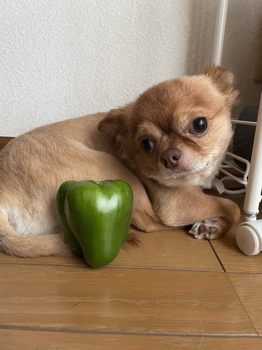 ピーマンを眺めながら西川の頭くらあるな…と思った写真 https://t.co/mc0IO4aoZN