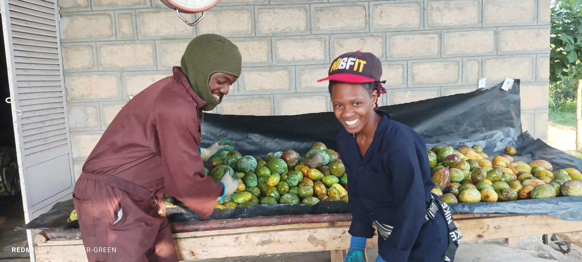 CLOVER-GREEN | Fruit Tree Plant Nurser🇺🇬🥑🍒☘️🥀 (@gardenersofug) on Twitter photo 