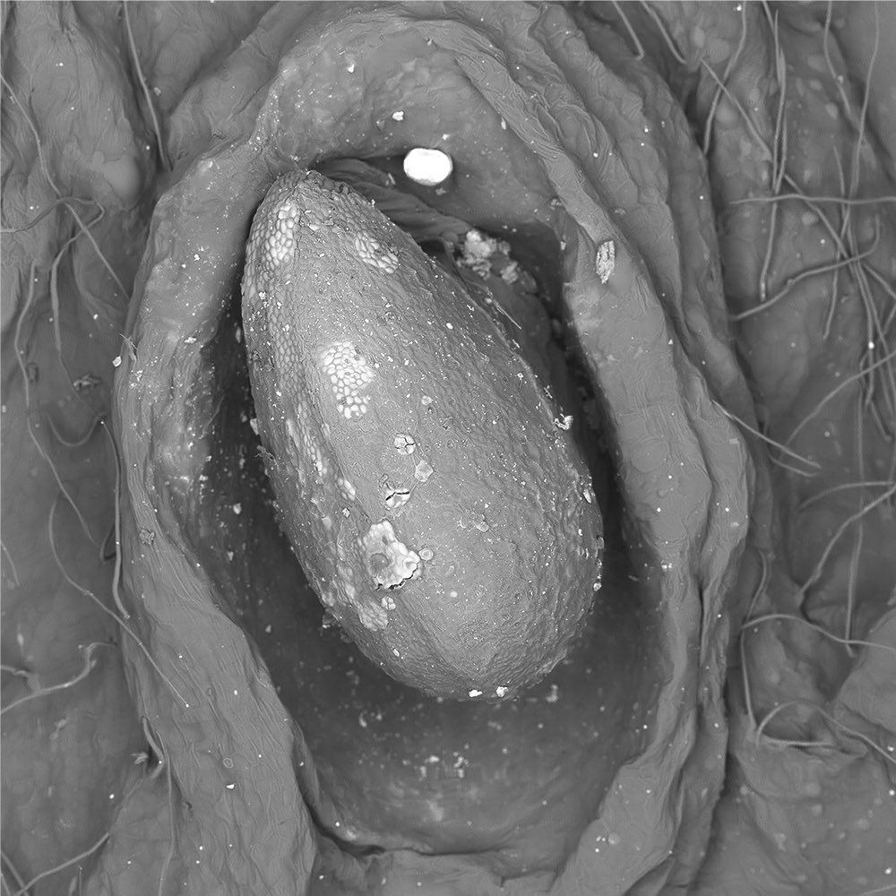 NanoLabLLC's tweet photo. trying to learn photoshop so I can add some color to the SEM images
here’s my first attempt on a single strawberry seed
let me know what you think!
#strawberry #strawberries #microscopy #scanningelectronmicroscopy #nanolab #photoshop #art #nature #science https://t.co/G5p0a7W0ar