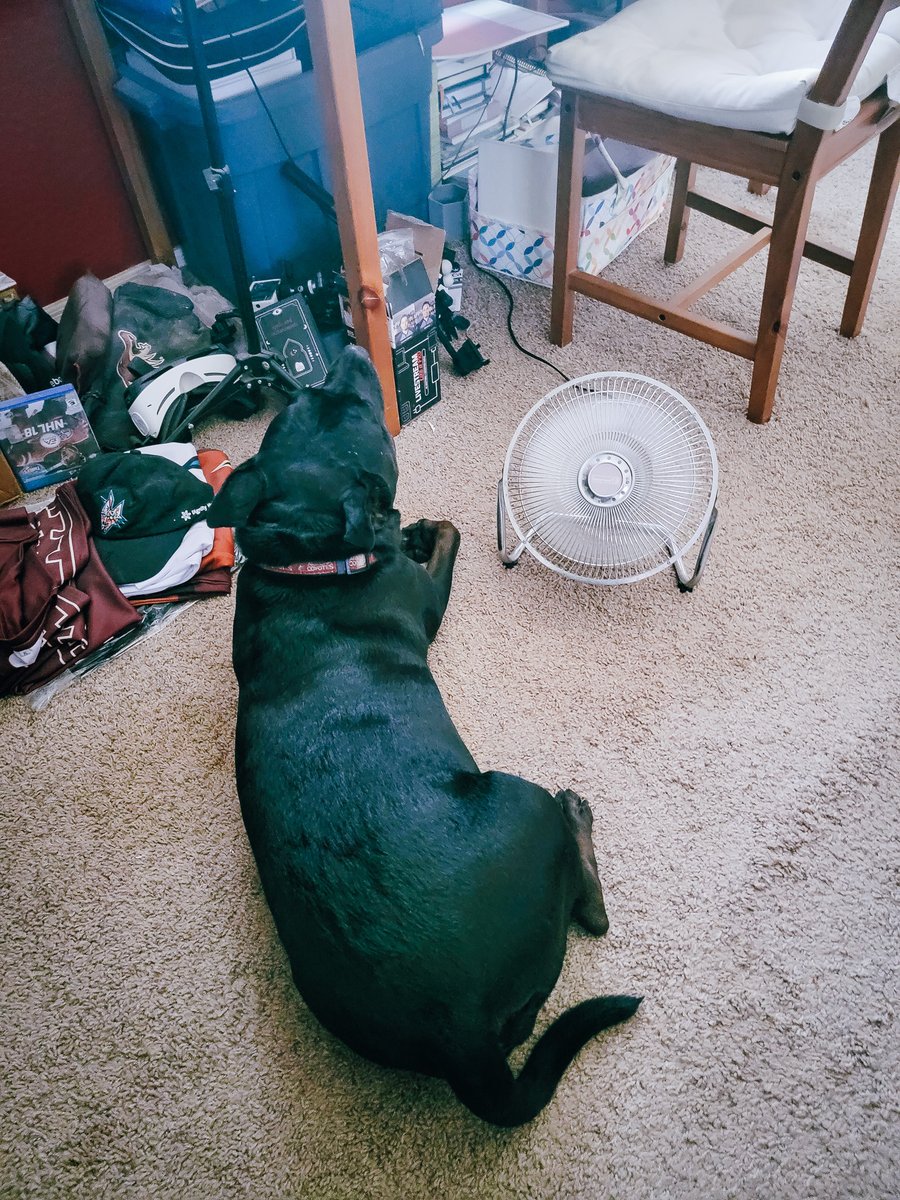 ShadowThePibble's tweet image. Iz gonna be hot out dere. Stay cool my frens!