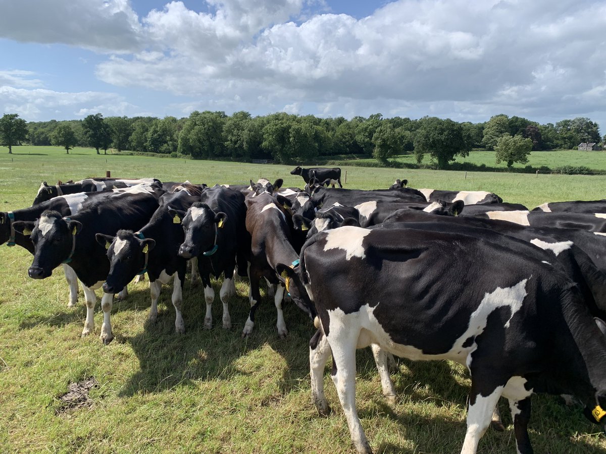 Afternoon stop was at the Lynch Family Farm. 

Noel is a 5th generation farmer operating a pasture based dairy production system.  He utilizes innovative practices like robotic milking, beef on dairy cross and intensive pasture management to run an efficient operation.  

What