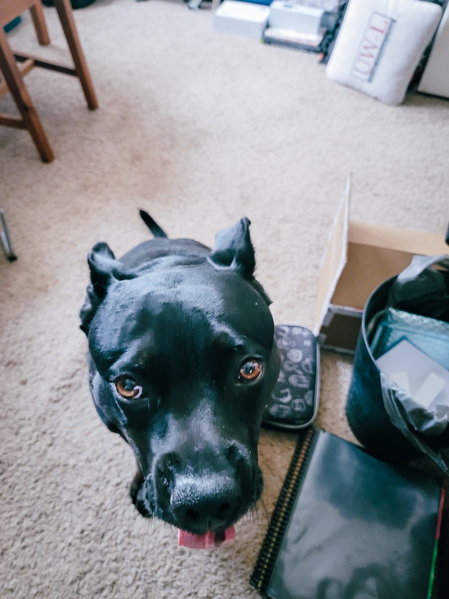 ShadowThePibble's tweet image. MOM!  I waz outside and soak up🌞gots me ready to plays!