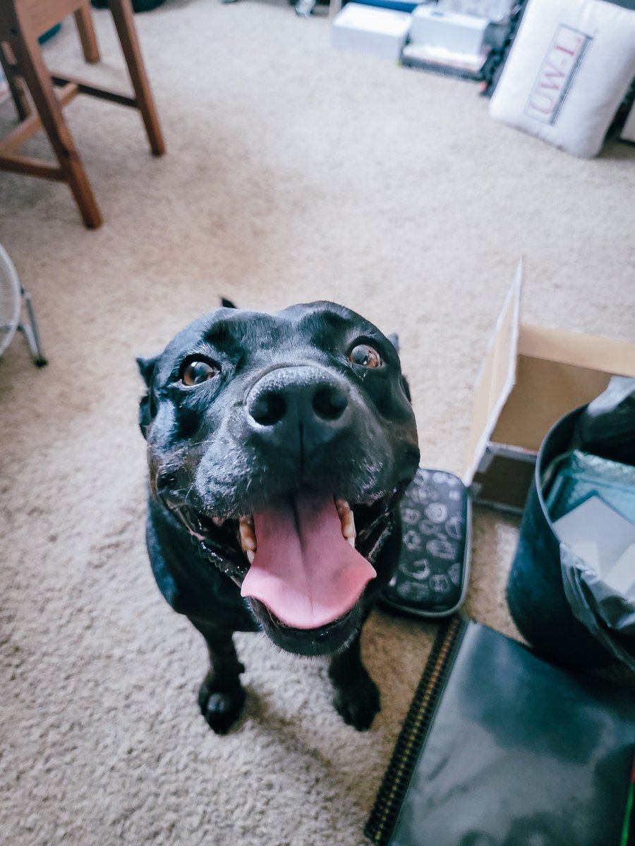 ShadowThePibble's tweet image. MOM!  I waz outside and soak up🌞gots me ready to plays!