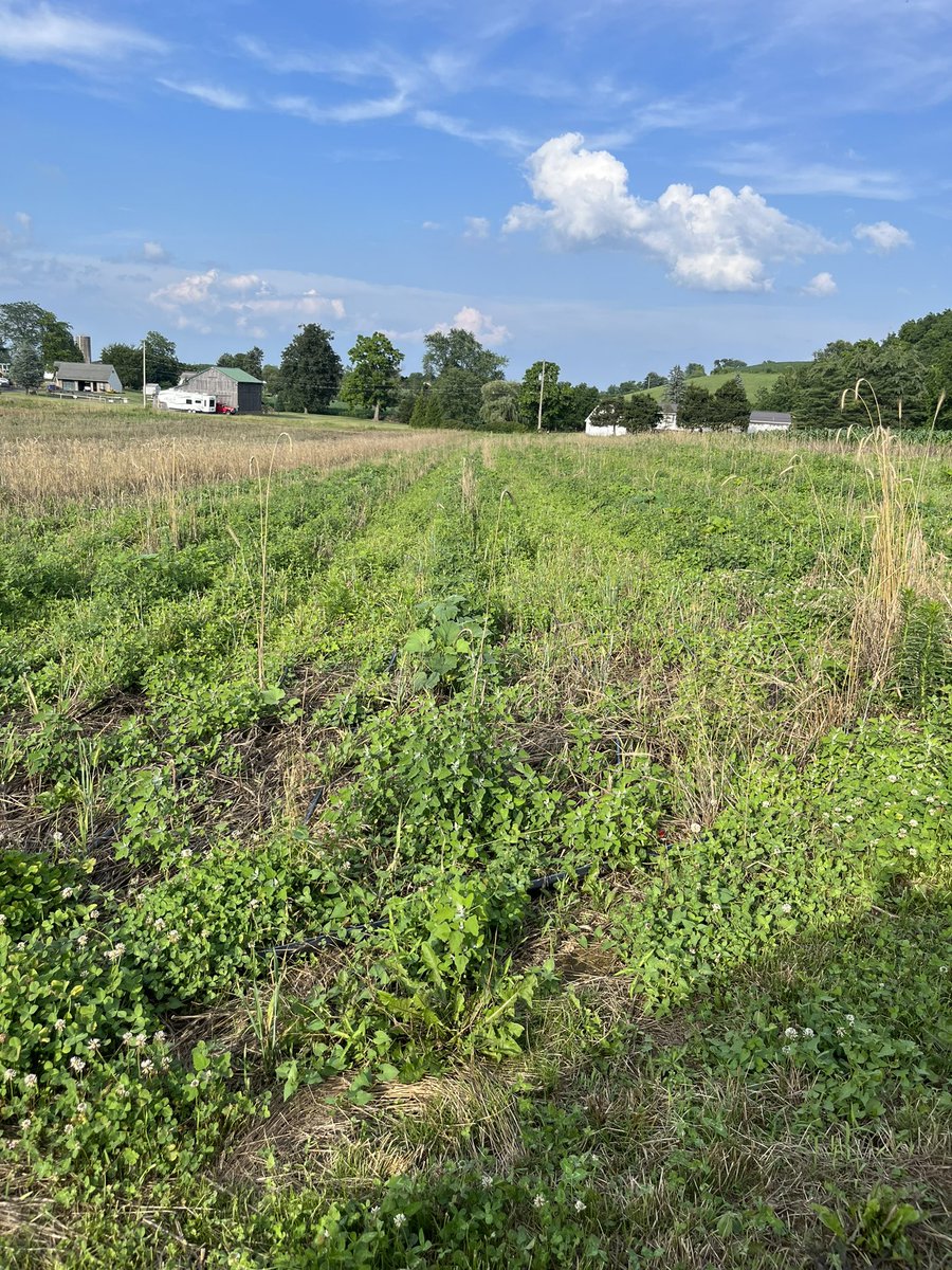 Bad Idea Farms tweet media