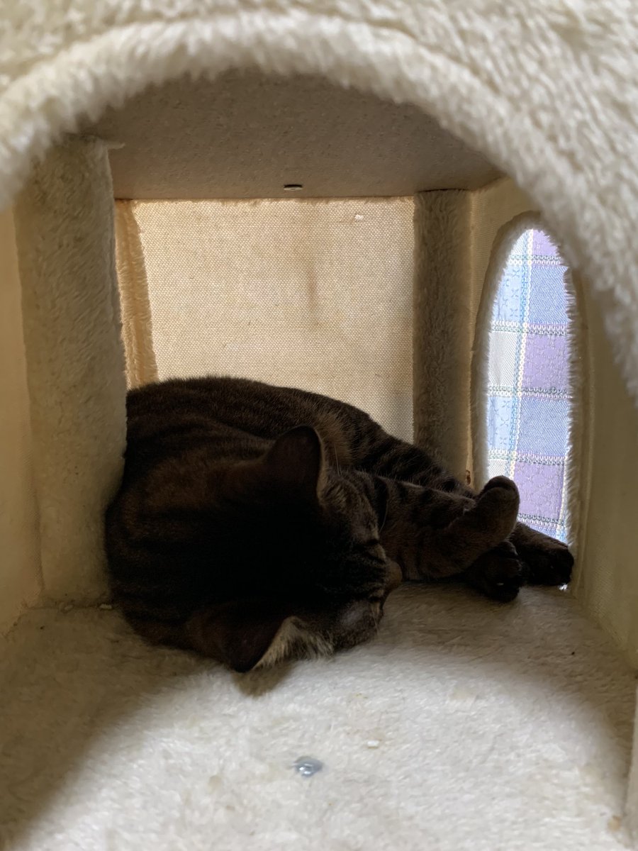 キジトラちゃん