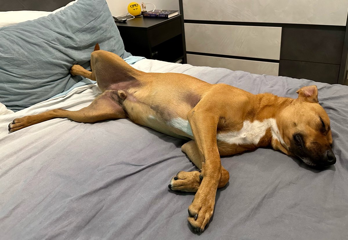 Giusepp53122584's tweet photo. Comodo Pinkio??! 
Copriti scostumato!!!
😁🤣🤣🤣 #pitbull #labrador #maleducato #divertente #cane #dog https://t.co/EpEeXRvOia