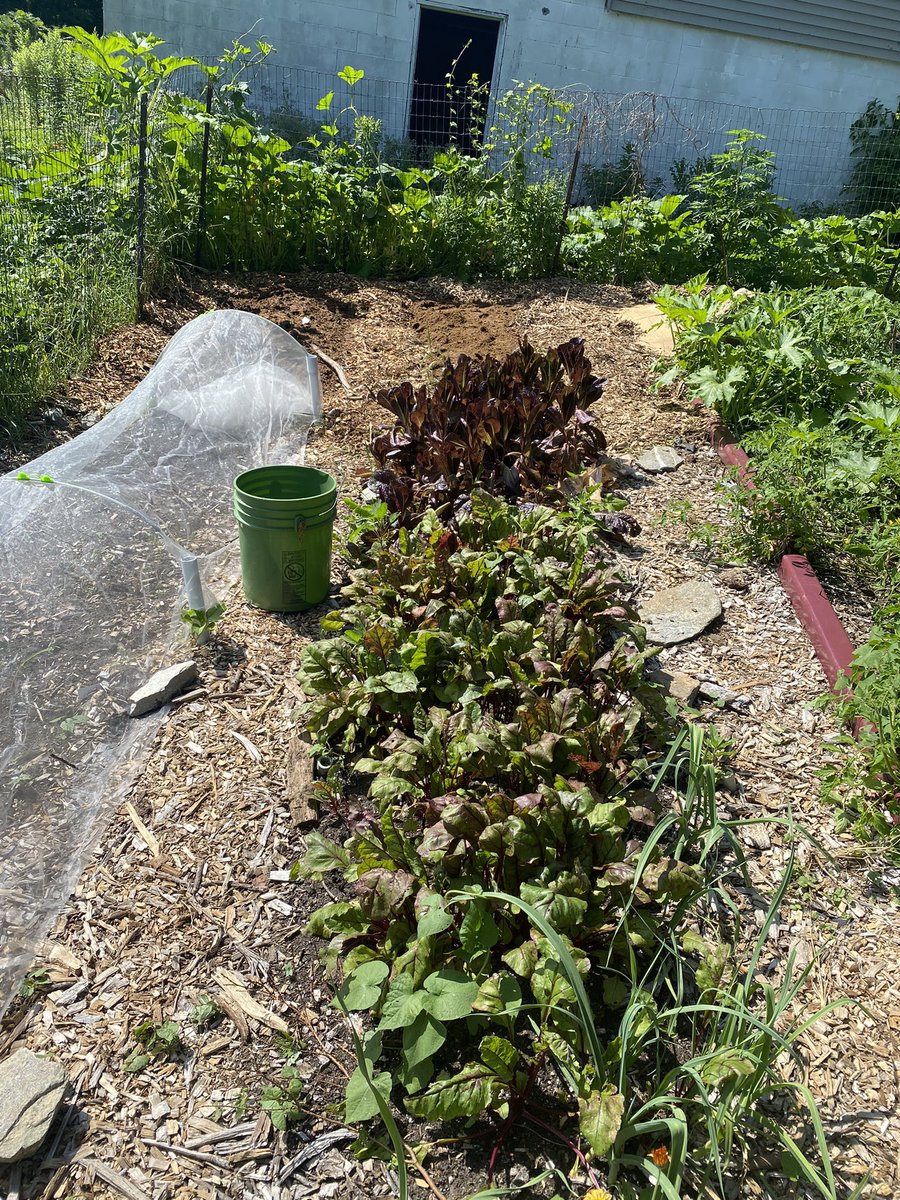 Almost finished the next row. One more wheelbarrow. #nodig
#beyondorganic
 Planted some green peppers and jalapeños in the row I finished yesterday.