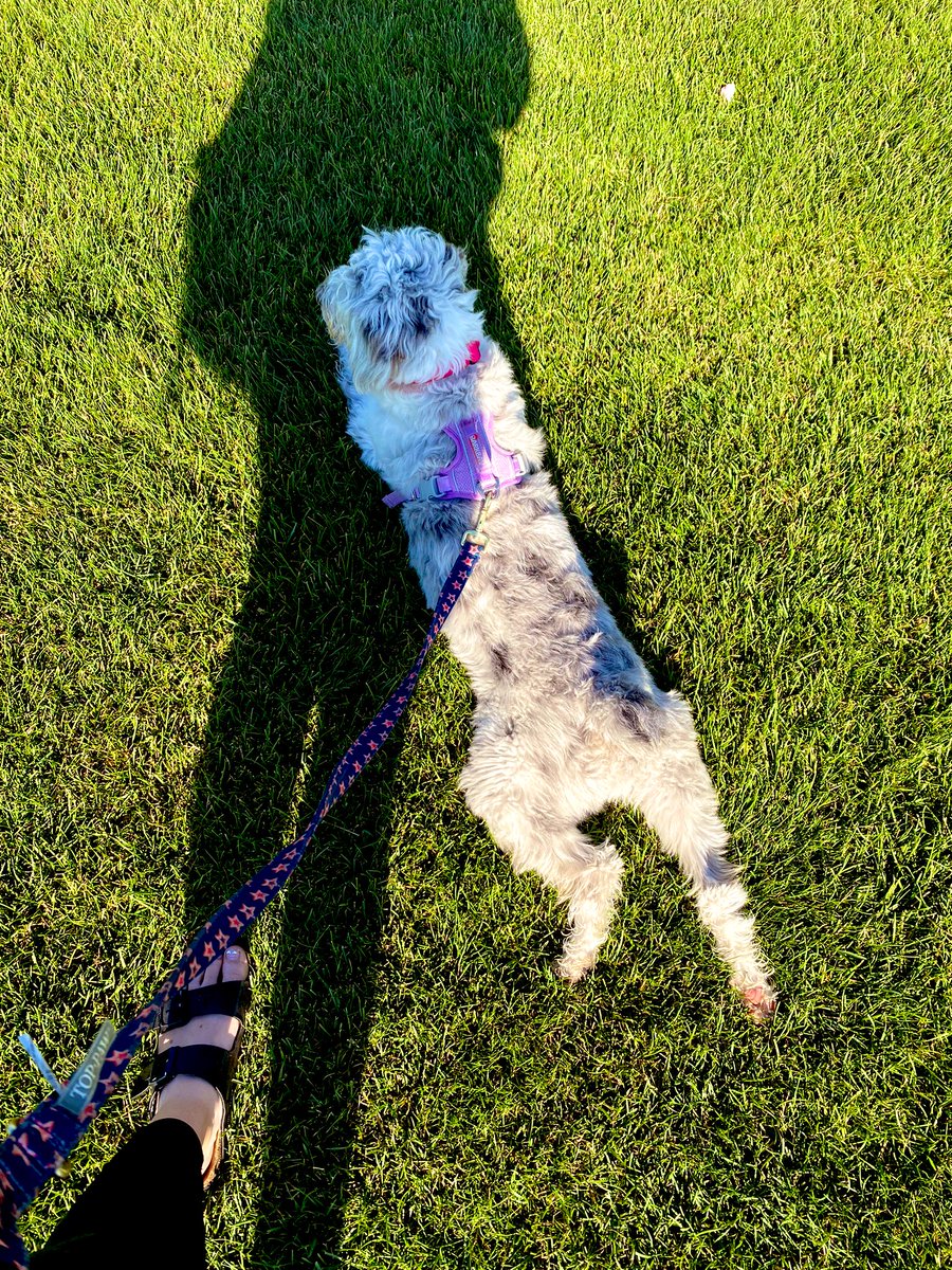 Back to Oakley’s favorite hobby. Chasing every foul ball she can 

#AdventuresofOak