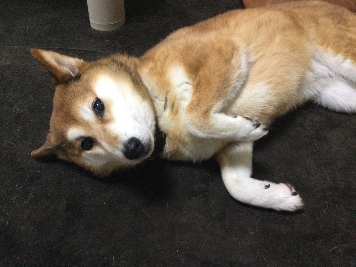 サト店です😃　おはようございます

今朝のイチ🐕(うちの柴犬♀)

「イチ〜 写真撮るよ〜 こっち向いて〜」…お利口さん😙👍

＃柴犬　＃柴犬との暮らし