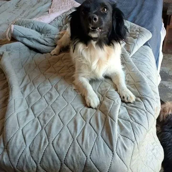 fucancl's tweet photo. EN ADOPCIÓN LULÚ:::pequeña extremadamente cariñosa 🥰, enfermera experta,  podemos trasladarla ,info
 WhatsApp +569 4634 0664
.
https://t.co/jQTvlU0xo0 
.
#sintinosepuede #adoptarsalvavidas #adoptanocompres #fucanchile https://t.co/g1bsnnbY7l