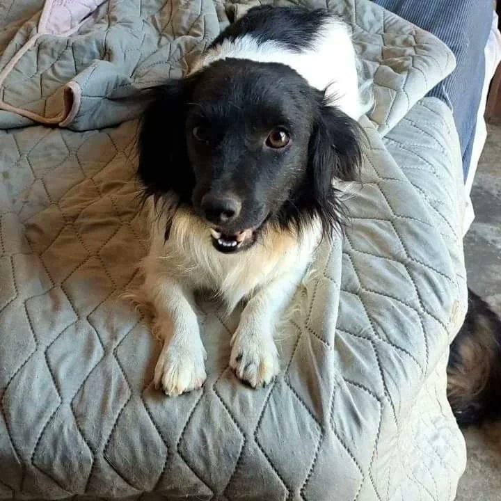 fucancl's tweet photo. EN ADOPCIÓN LULÚ:::pequeña extremadamente cariñosa 🥰, enfermera experta,  podemos trasladarla ,info
 WhatsApp +569 4634 0664
.
https://t.co/jQTvlU0xo0 
.
#sintinosepuede #adoptarsalvavidas #adoptanocompres #fucanchile https://t.co/g1bsnnbY7l