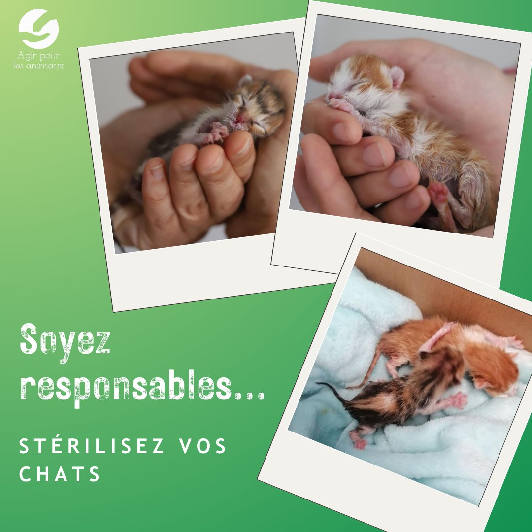 Deux nouveaux nés déposés au refuge 😔

ℹ La #stérilisation & la castration des #chats peuvent être réalisées dès l’âge de 6 mois et permettent d’éviter les portées non désirées, les fugues, le marquage urinaire et les miaulements incessants.
Soyons responsables #neuteryourcats