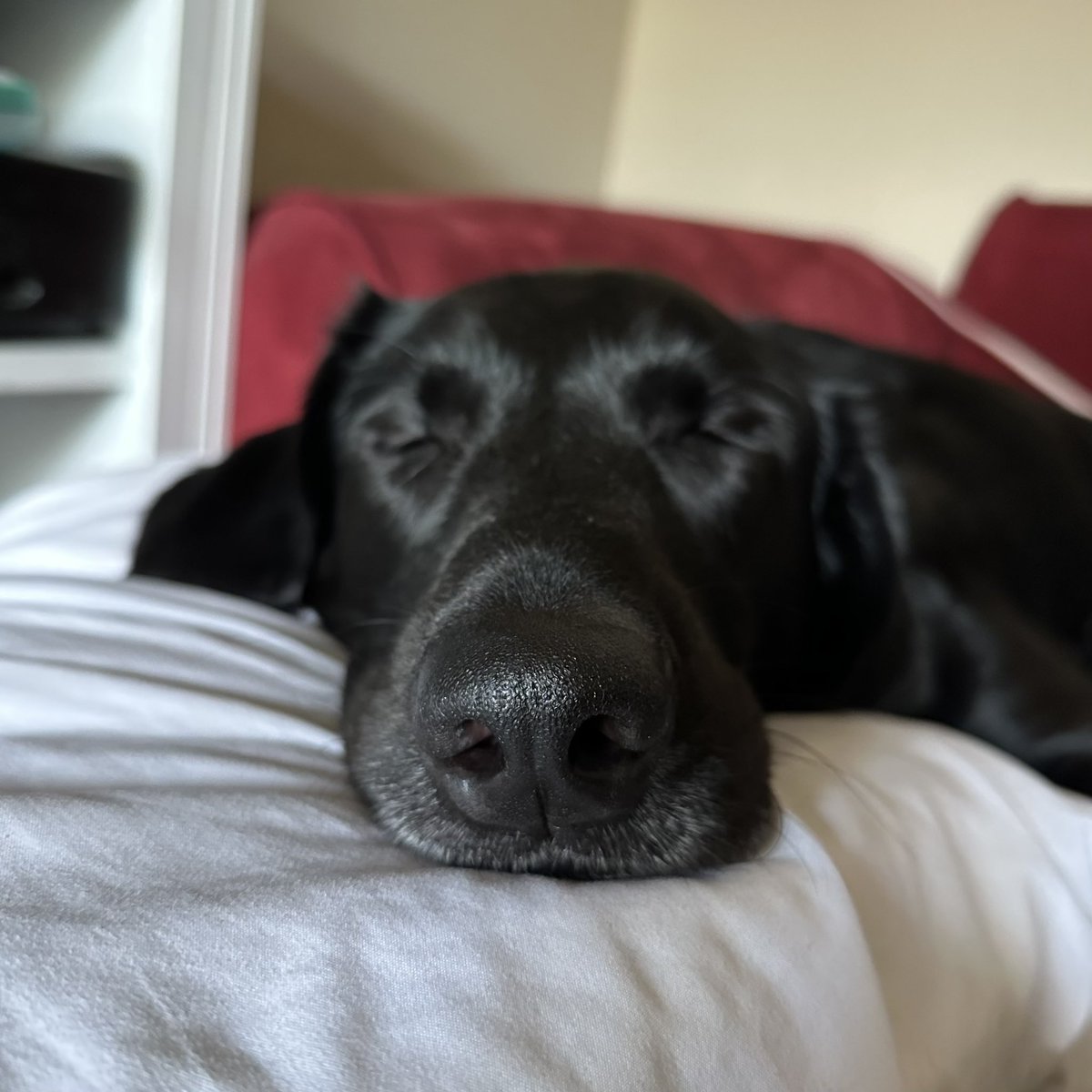 AmaliCrossing 🌻 tweet media