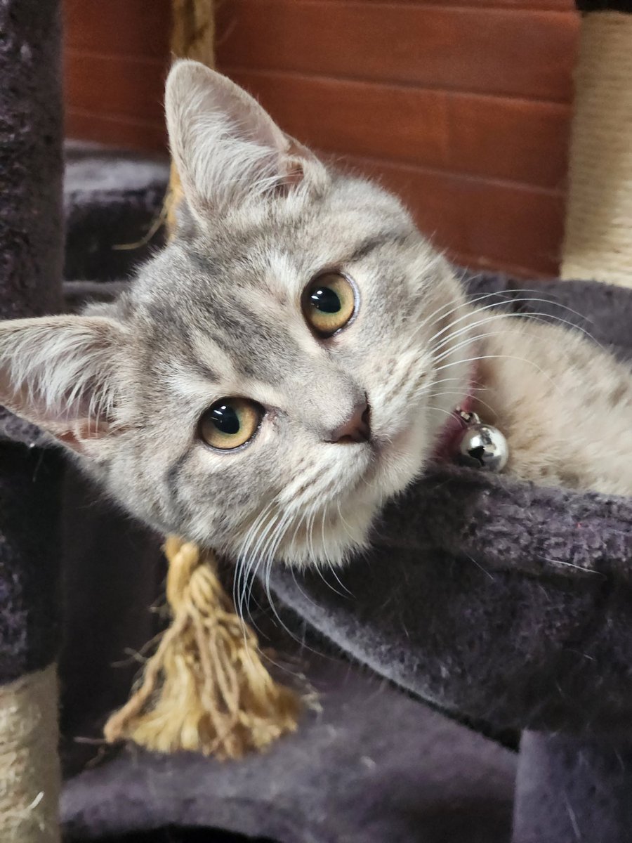 CailinLouise's tweet photo. @capturesca This is our kitten Peaches https://t.co/BlNNSWsD2X