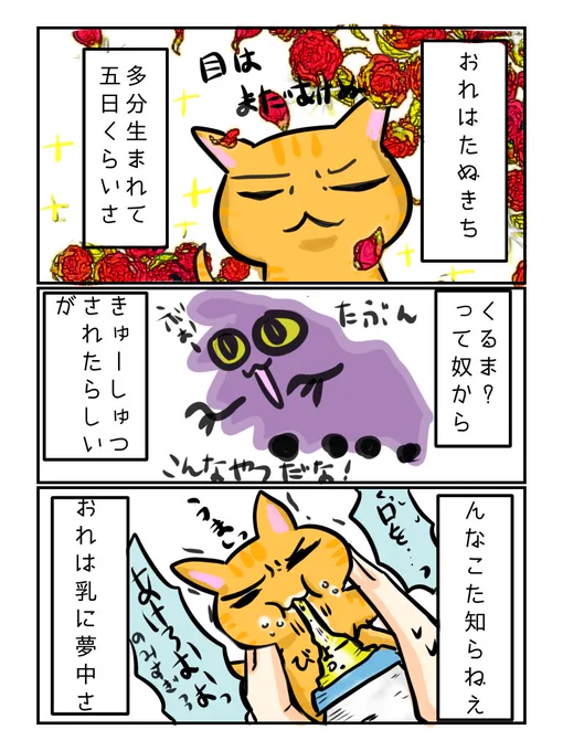 正式名たぬきちになりました(^◇^;)  #猫 #漫画 #イラスト #絵描きさんと繋がりたい