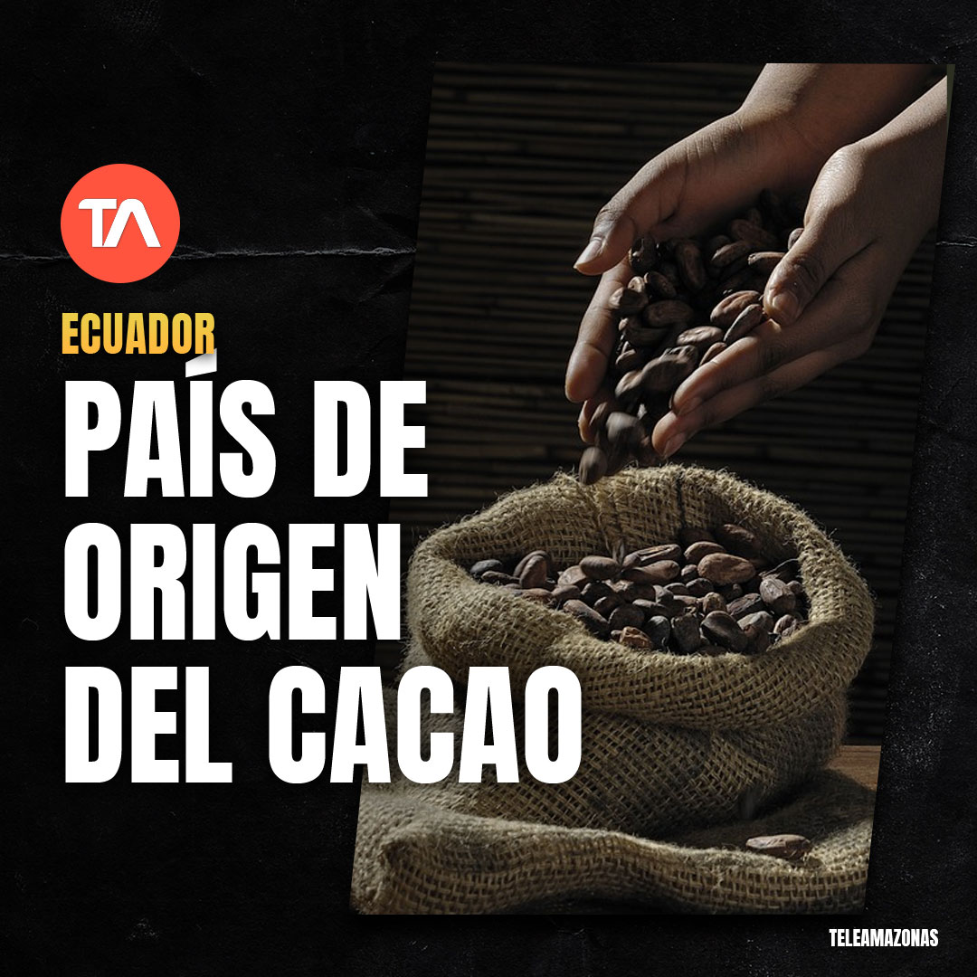 teleamazonasec's tweet photo. Ecuador proyecta su imagen como "país de origen del cacao". Les contamos https://t.co/66oQzSoyH5 https://t.co/BhH4oBzMKe