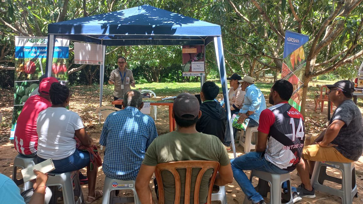 SomosAGROSAVIA's tweet photo. 🧵Investigadores de nuestro #CICaribia capacitan a productores y extensionistas agropecuarios en plagas y enfermedades en el marco del día de campo "Producción de mango en el departamento de La Guajira" organizado por @Asohofrucol 👇🏼 https://t.co/2mZhOd5LQw