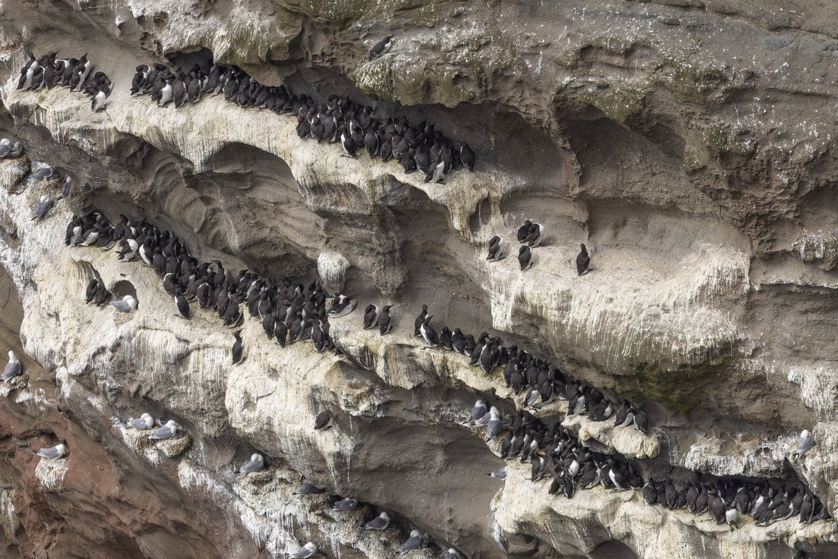 Skuvoy used to have the largest Guillemot colonies in the North Atlantic. They have declined substantially over the last 50 years, and counting them today is a depressing exercise. Observing the colonies from land gives an idea of how difficult the birds are to count from the sea