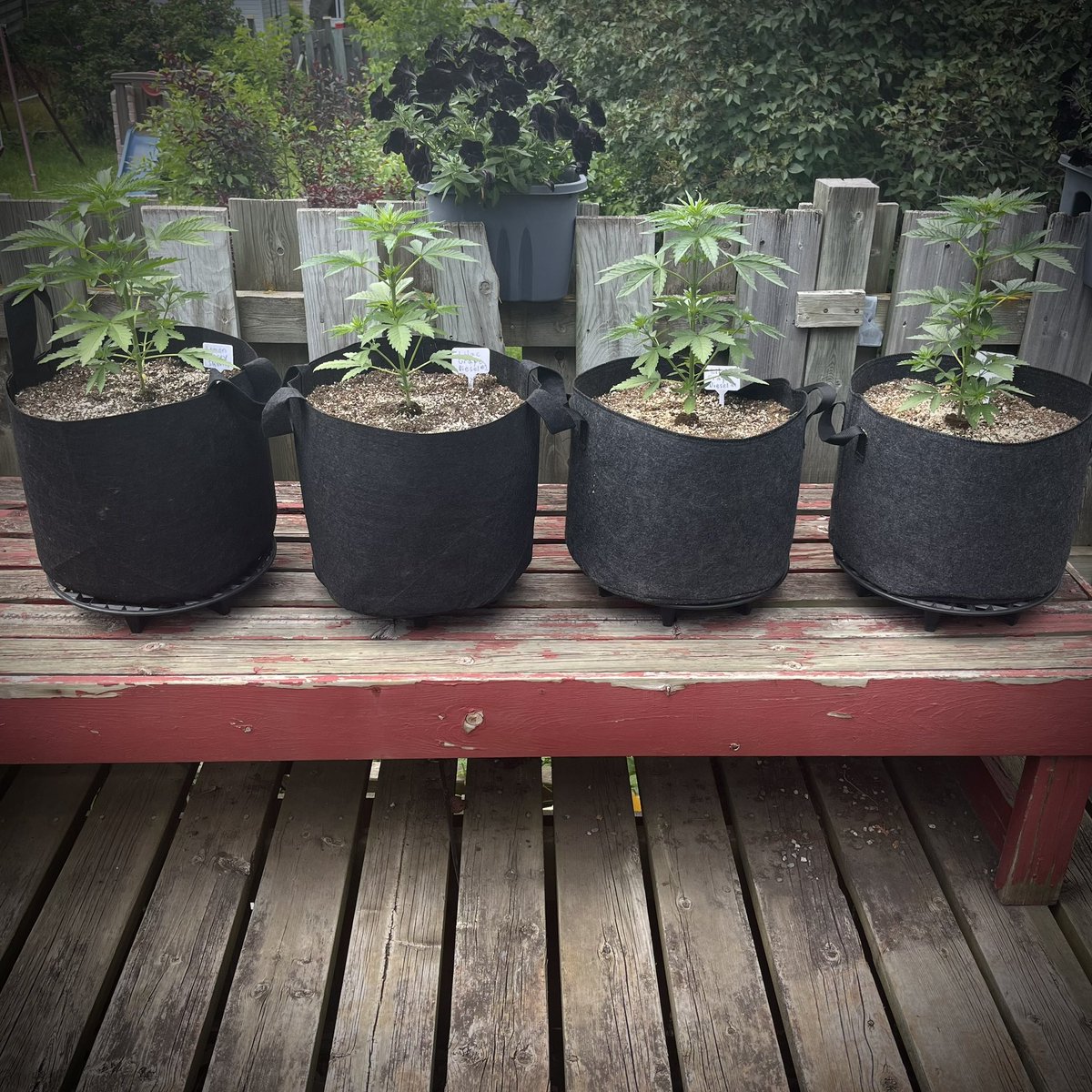 MyrceneDream's tweet photo. Outdoor grow after 4 weeks. Lemon Berry Skunk, 2 Lilac Grape Diesel’s and a Diesel. All Aeque Genetics, all autoflowers https://t.co/fzpXofBaSa